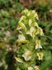 Pedicularis julica