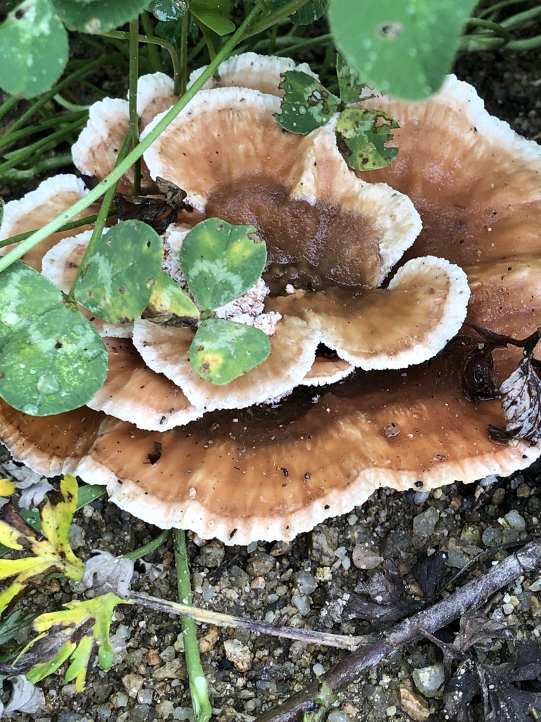 Abortiporus biennis · July 2021 · photo: © mister_bumble (iNaturalist, cc-by)