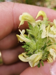 Pedicularis julica