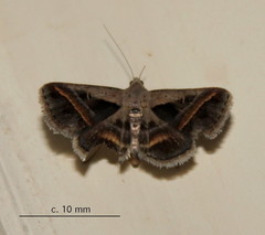 Acantholipes trimeni