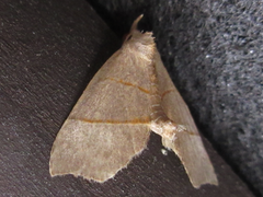 Gonepatica opalina