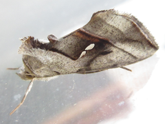 Macdunnoughia purissima