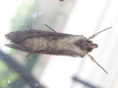 Macdunnoughia purissima