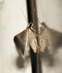 Acantholipes trimeni