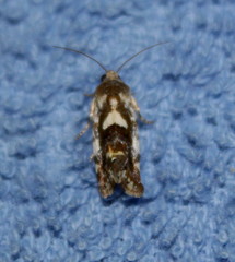 Acontia tinctilis