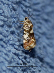 Acontia tinctilis