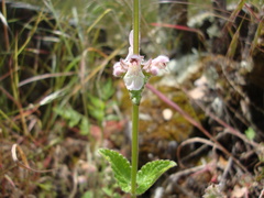 Stachys rigida