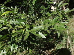 Cryptocarya glaucescens