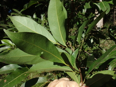 Cryptocarya glaucescens