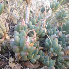 Pachyphytum hookeri