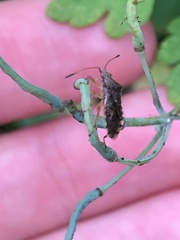 Rhopalus sapporensis