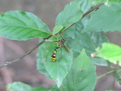 Phimenes flavopictus formosanus