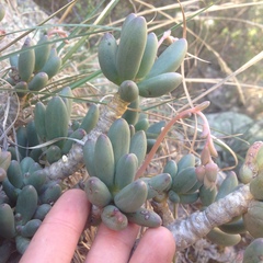 Pachyphytum hookeri