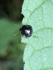 Coptosoma
