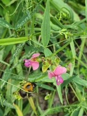 Lathyrus sylvestris