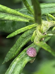 Rhopalomyia yomogicola
