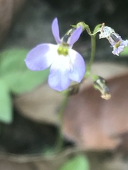 Diastatea