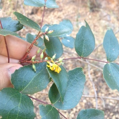 Berberis gracilis