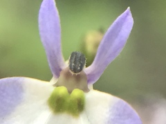 Diastatea