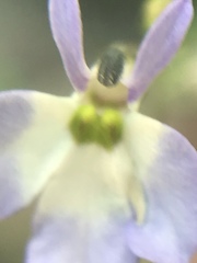 Diastatea