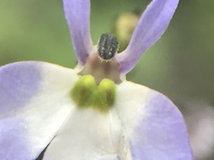 Diastatea
