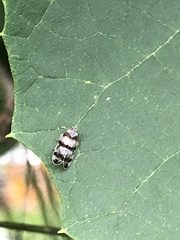 Reptalus quadricinctus