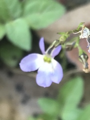 Diastatea