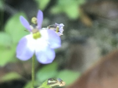 Diastatea