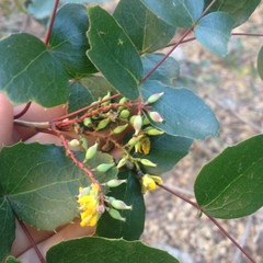 Berberis gracilis