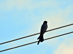 Surniculus dicruroides