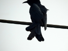 Surniculus dicruroides