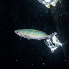 Pterocaesio digramma
