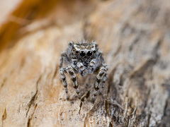 Pseudomogrus albocinctus