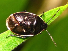 Adomerus rotundus