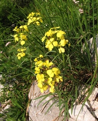 Erysimum sylvestre