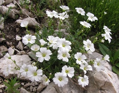 Cerastium carinthiacum