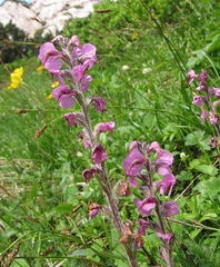 Pedicularis rostratospicata