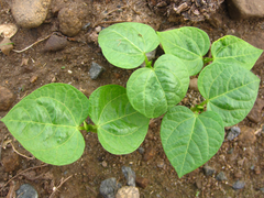 Vigna angularis