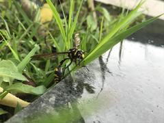 Phimenes flavopictus formosanus