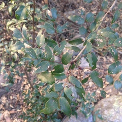 Berberis gracilis