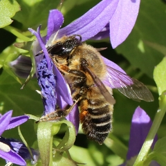 Megachile