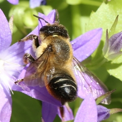 Megachile