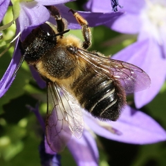 Megachile