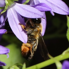 Megachile