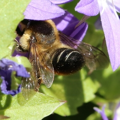 Megachile