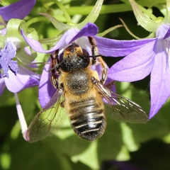 Megachile