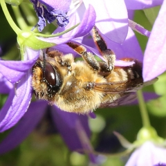 Megachile