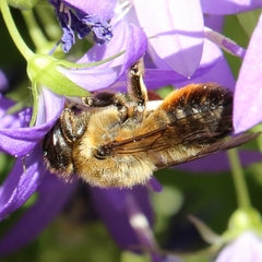 Megachile