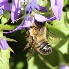 Megachile