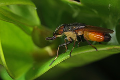 Idiella